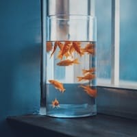 Avatar of Carlos Reyes